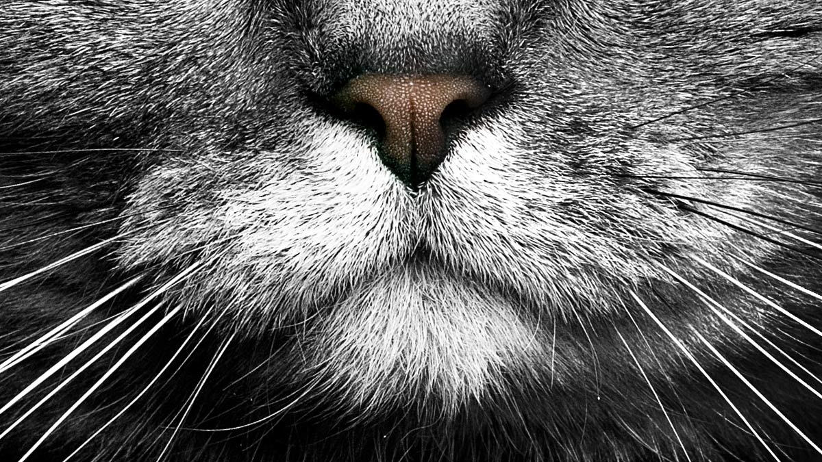 Close up of cat whiskers