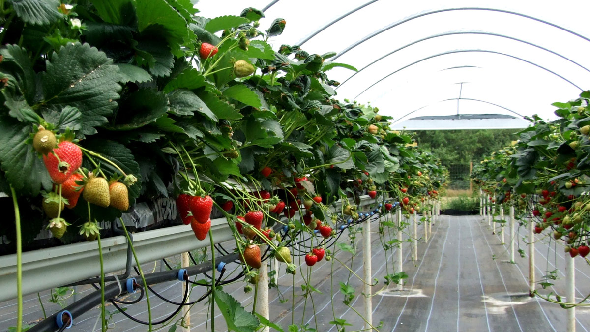 Strawberry crops growing in a large polytunnel.