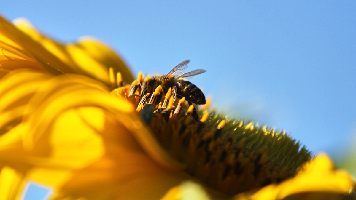 Bee on a sunflower